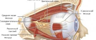 Innervation of the eye