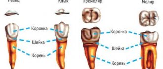 Roots of incisors, canines, premolars and molars