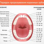 Порядок прорезывание коренных зубов в картинках