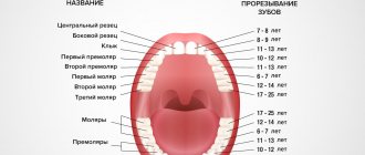 Порядок прорезывание коренных зубов в картинках