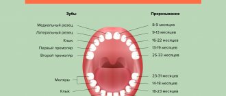 Diagram of baby teeth eruption in children in pictures