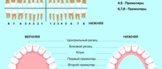 Diagram of the arrangement of human teeth