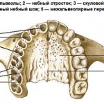 Строение альвеолярного отростка