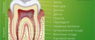 Строение зубов человека